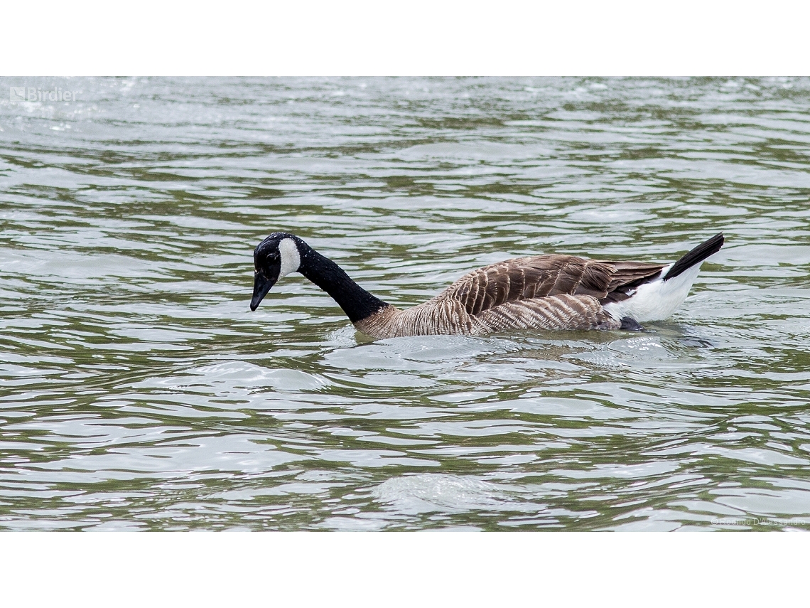Branta canadensis