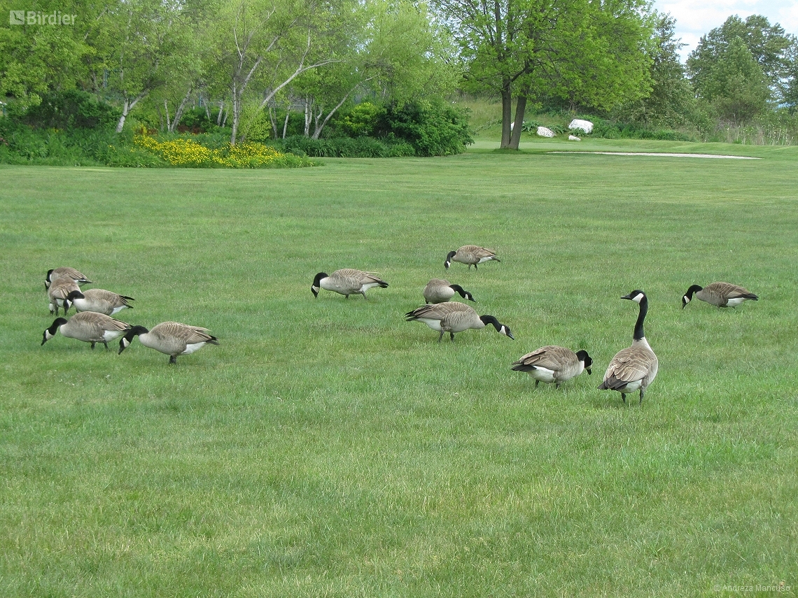 Branta canadensis