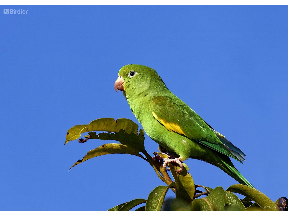 Brotogeris chiriri