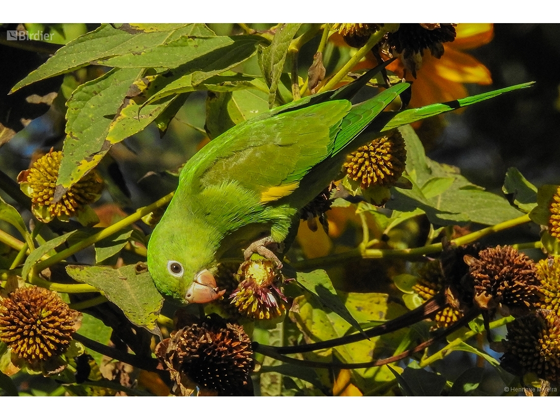Brotogeris chiriri