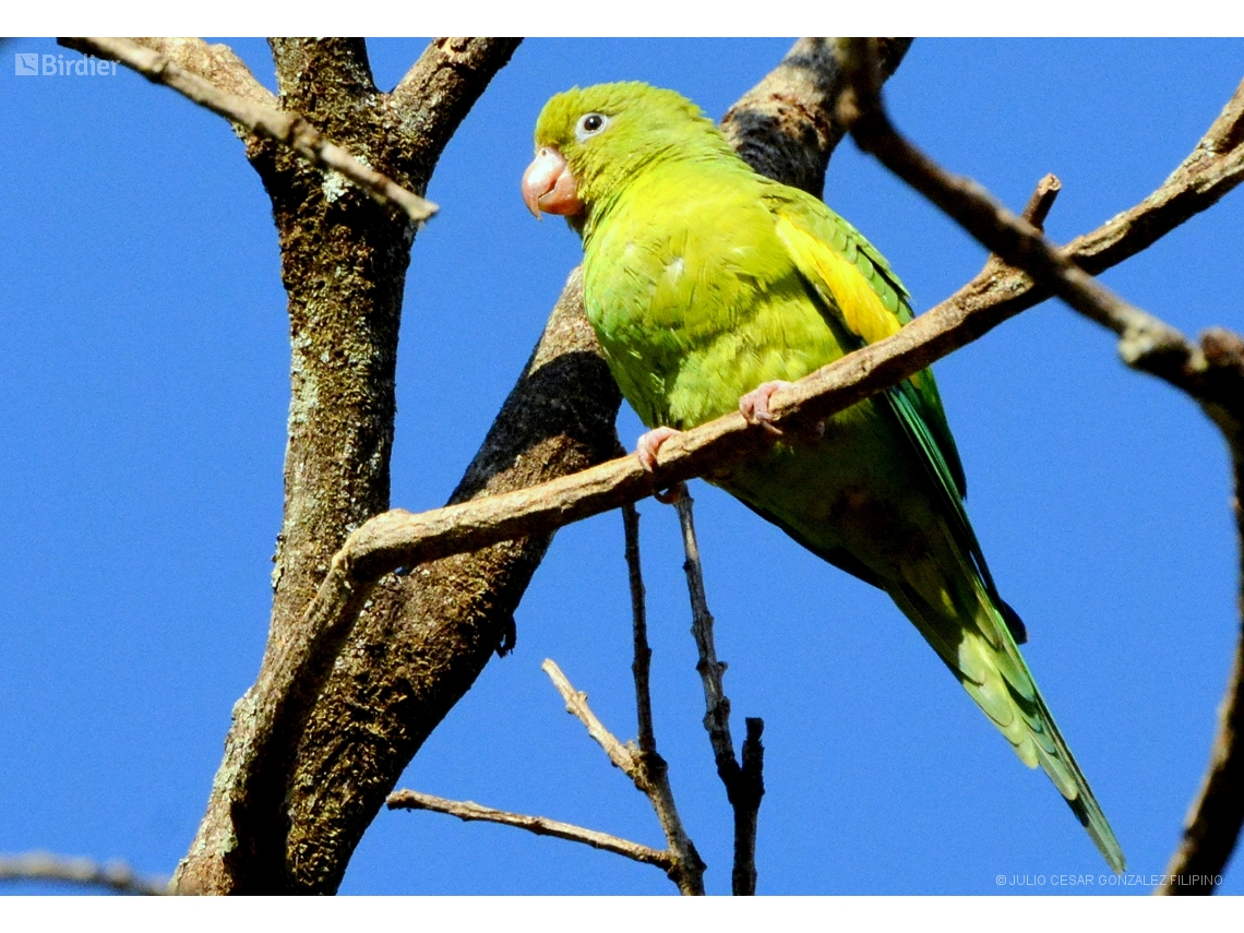 Brotogeris chiriri