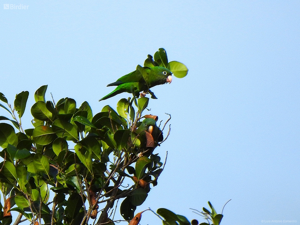 Brotogeris chrysoptera