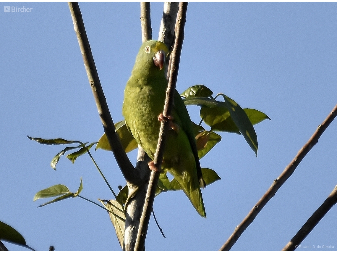 Brotogeris sanctithomae