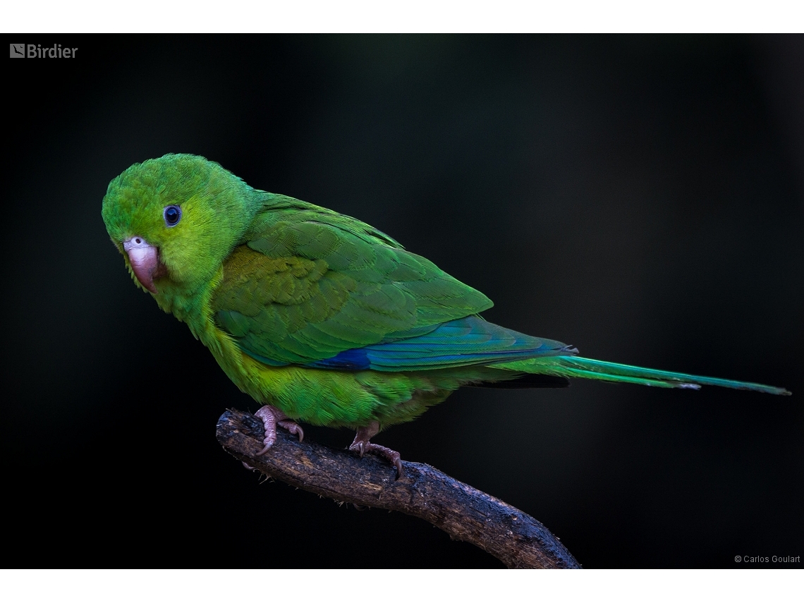 Brotogeris tirica