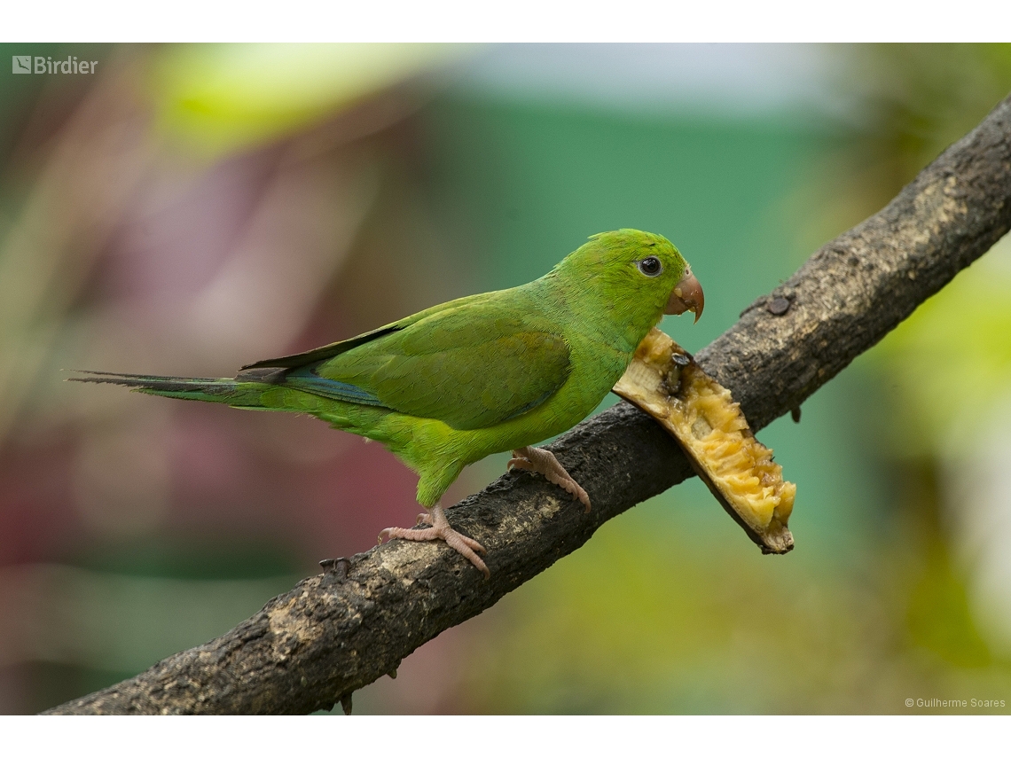Brotogeris tirica