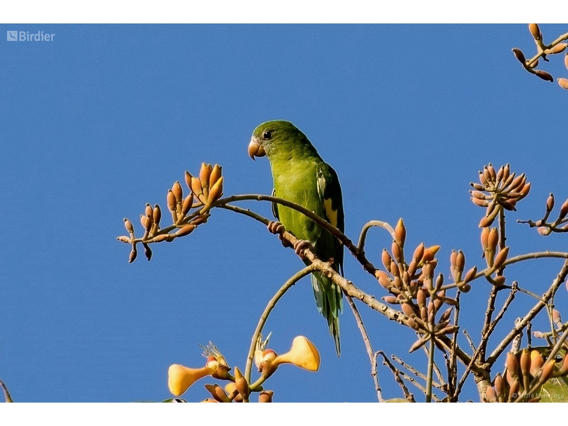 Brotogeris versicolurus