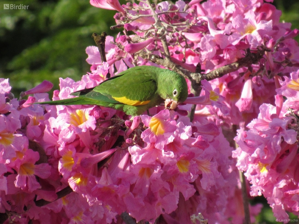 Brotogeris chiriri