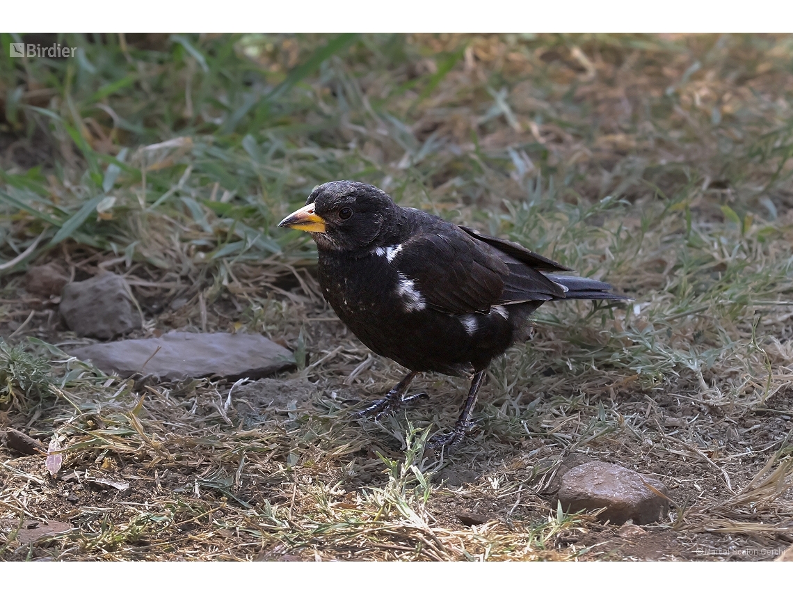 Bubalornis niger