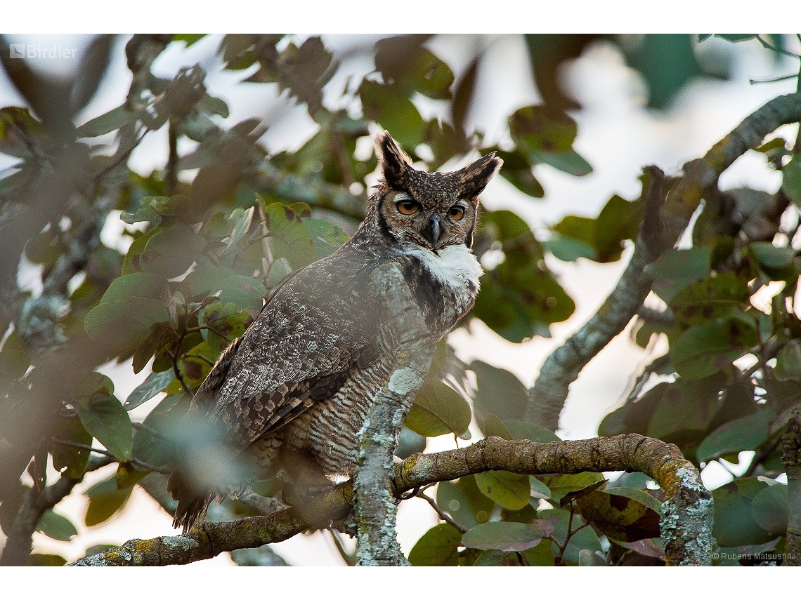 Bubo virginianus