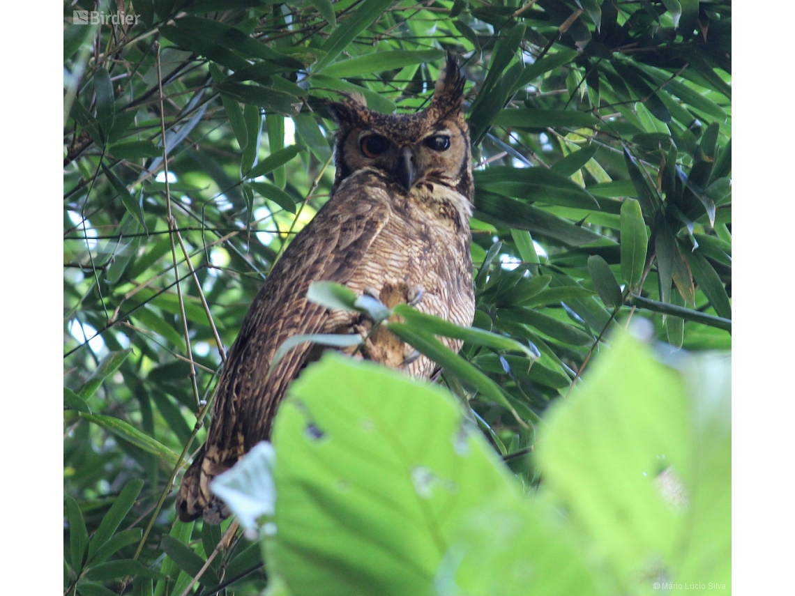 Bubo virginianus