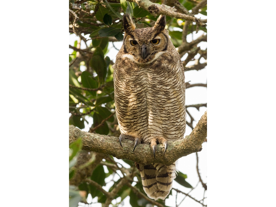 Bubo virginianus