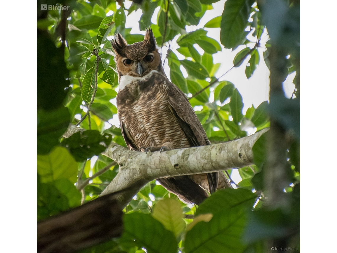 Bubo virginianus