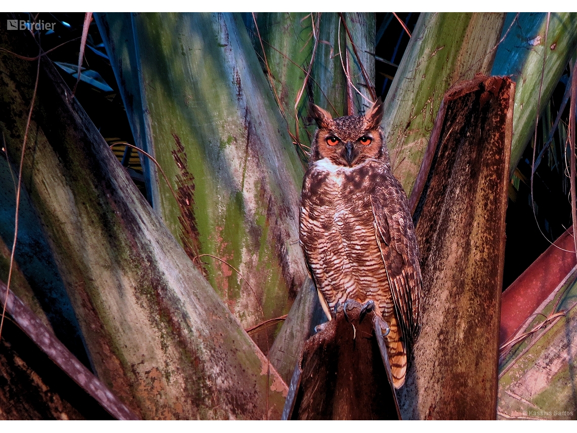 Bubo virginianus