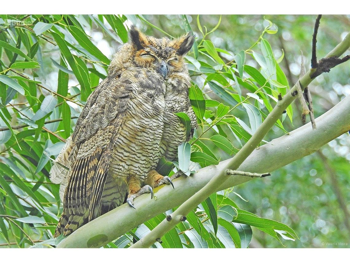 Bubo virginianus