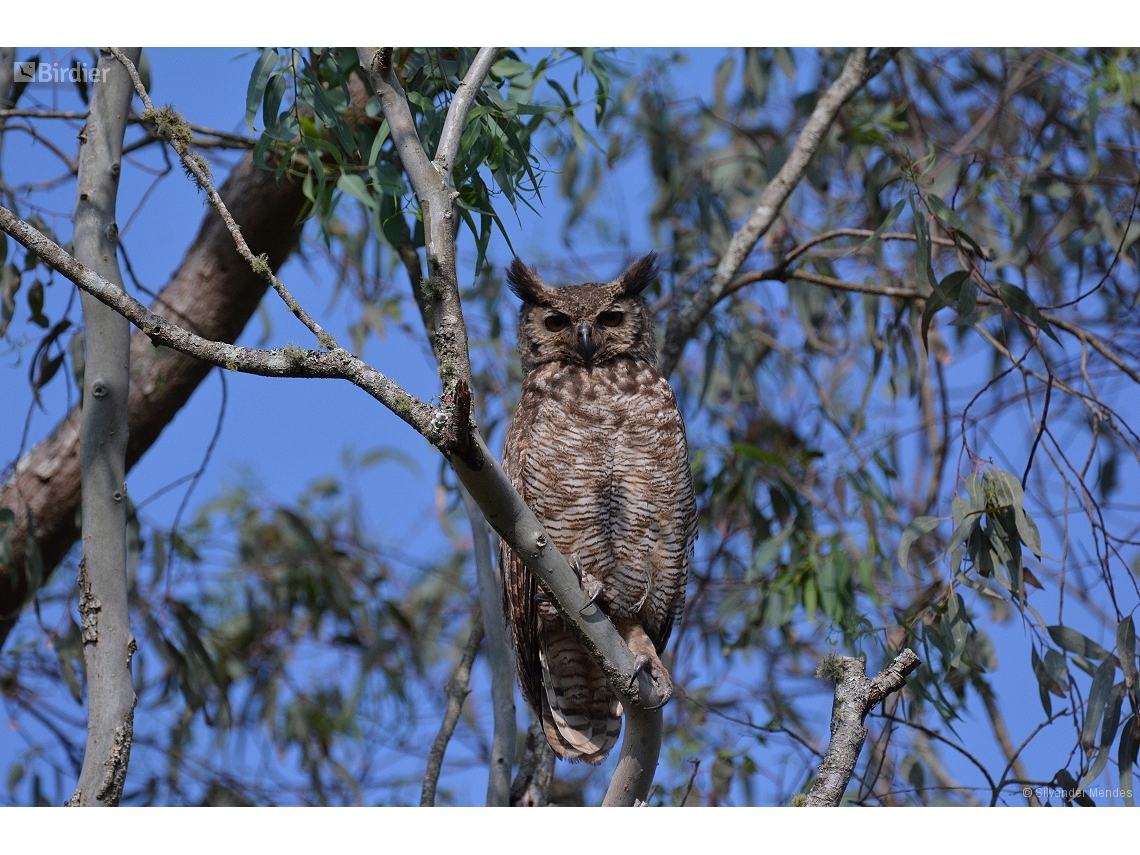 Bubo virginianus