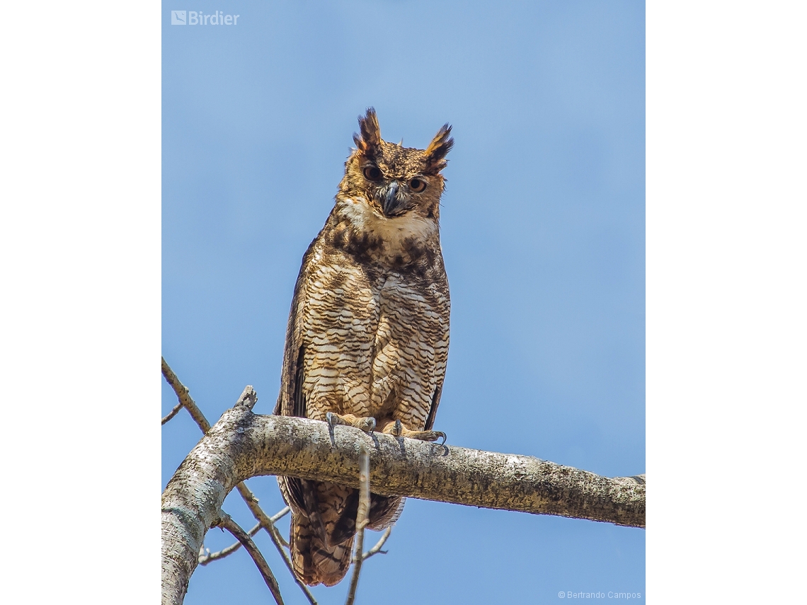 Bubo virginianus