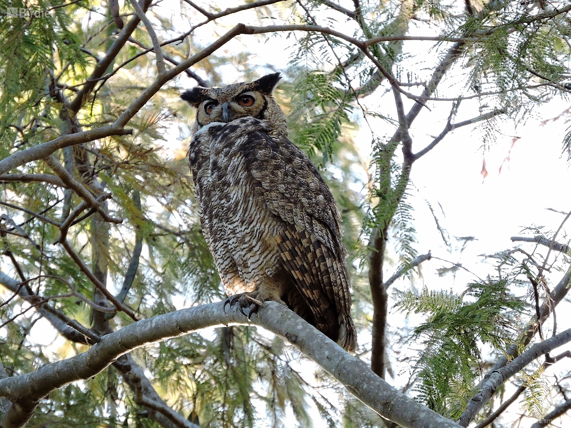 Bubo virginianus