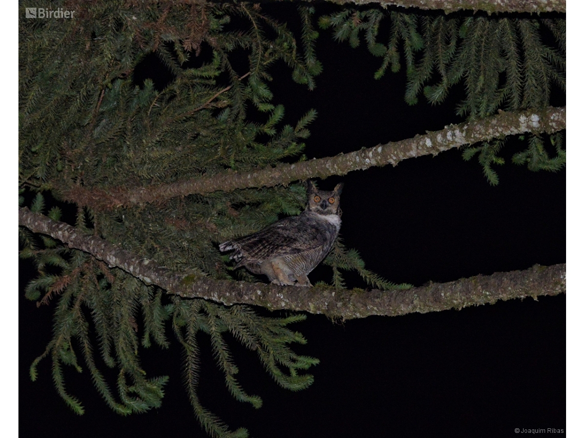 Bubo virginianus