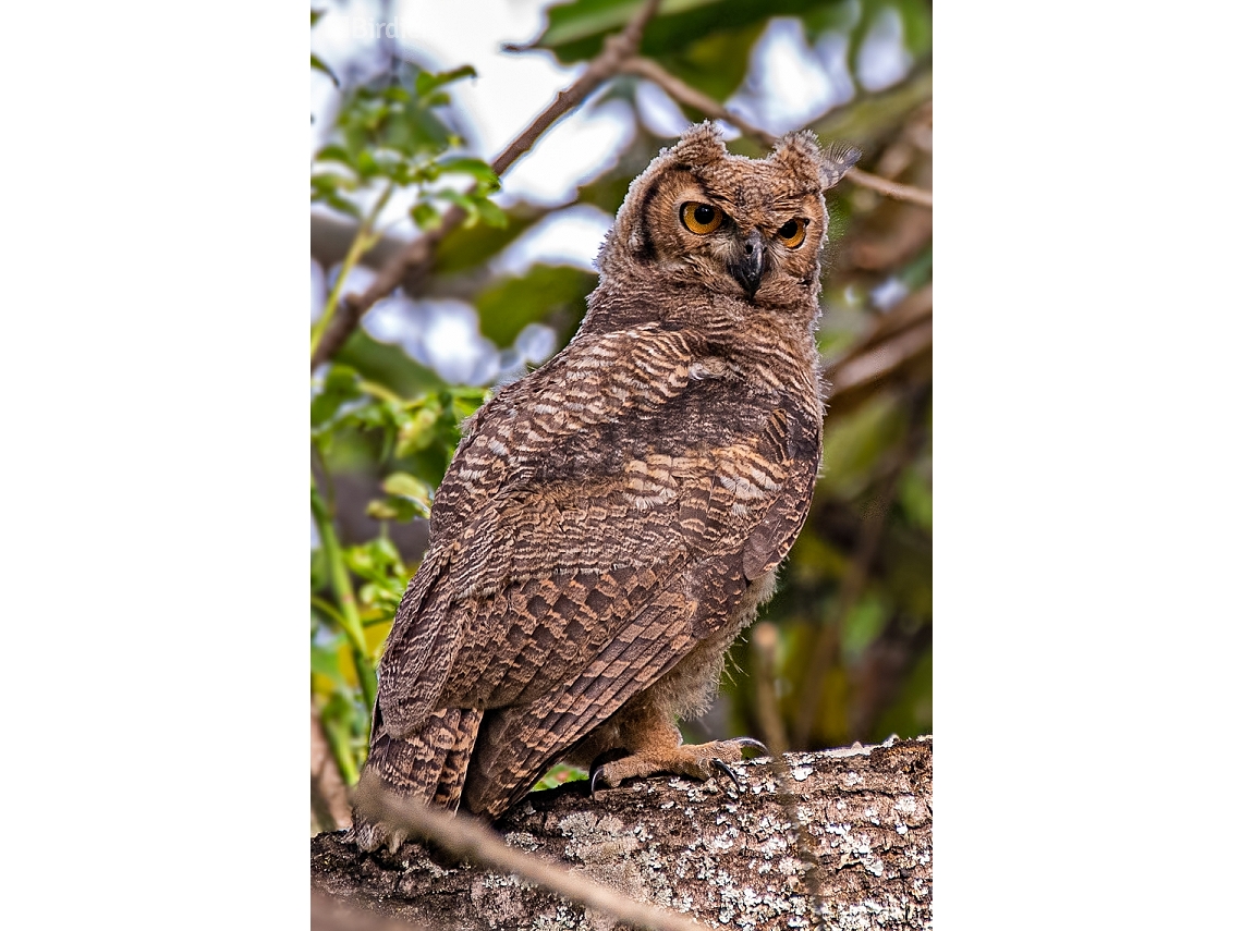 Bubo virginianus