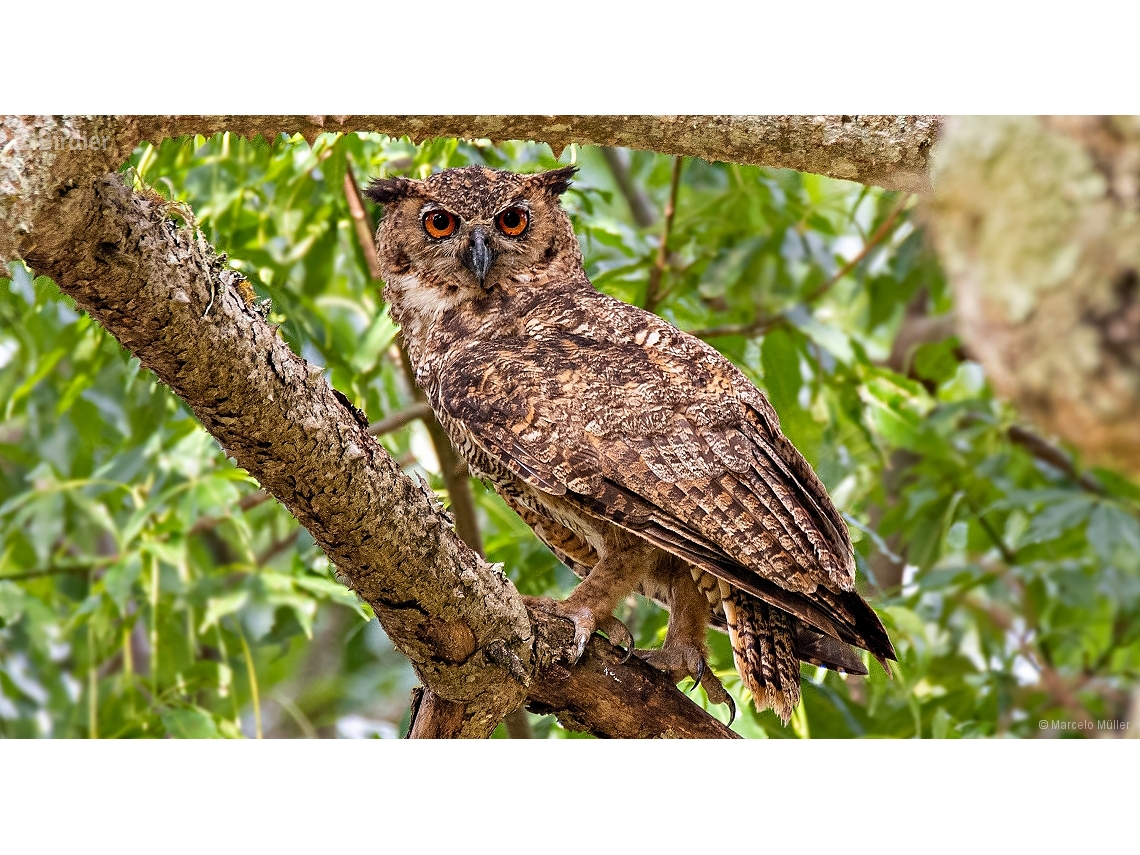 Bubo virginianus