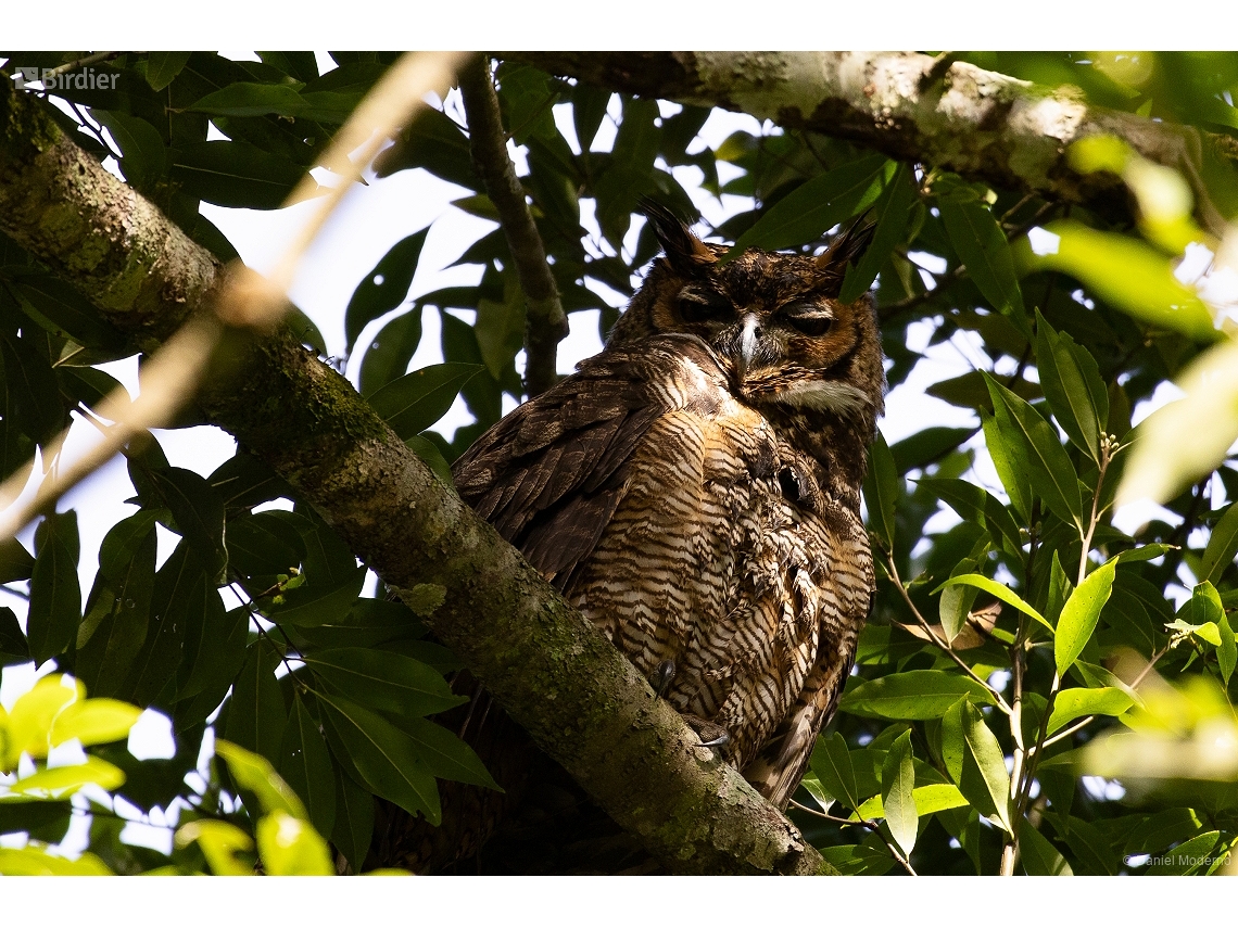 Bubo virginianus