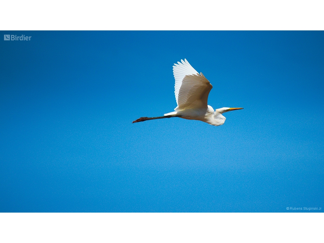 Ardea ibis