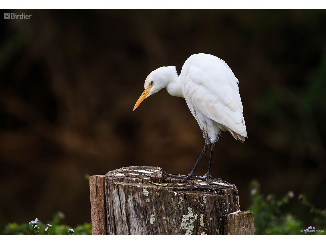 Ardea ibis