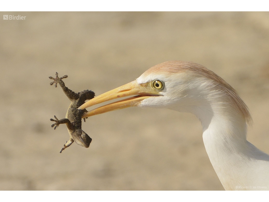 Ardea ibis