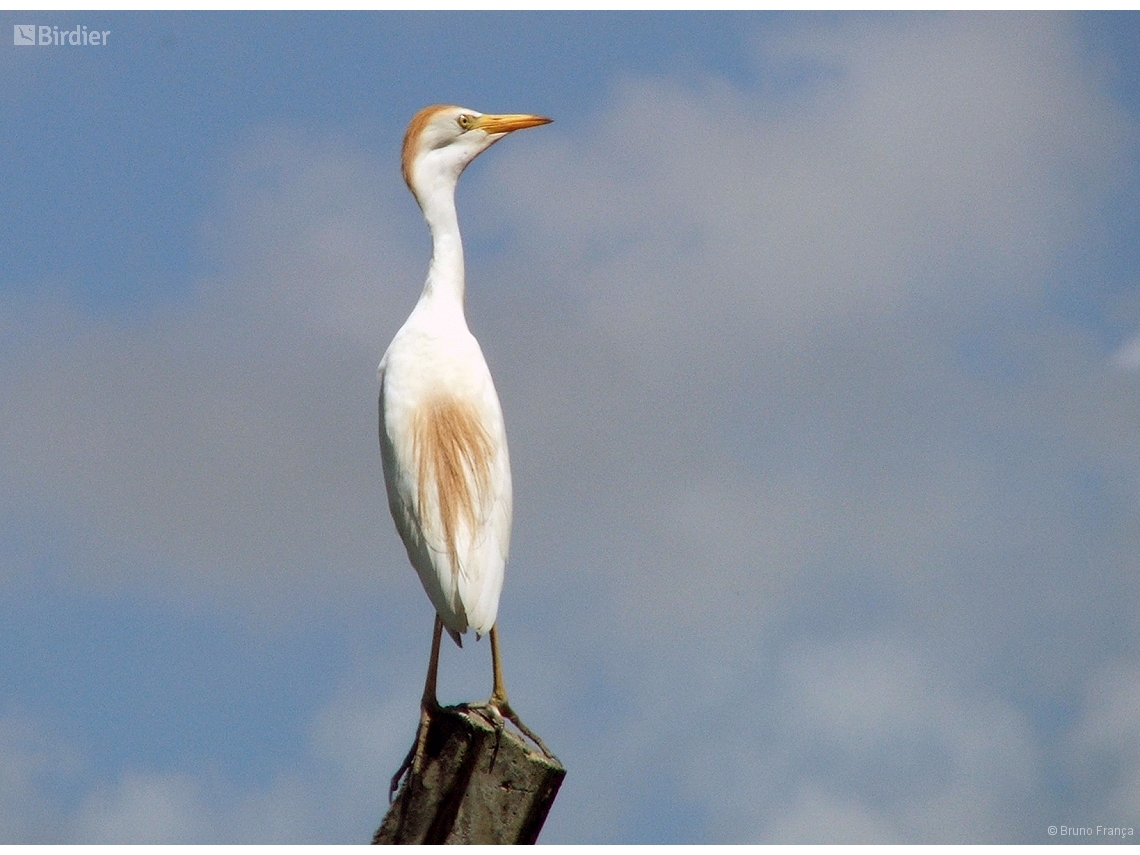 Ardea ibis