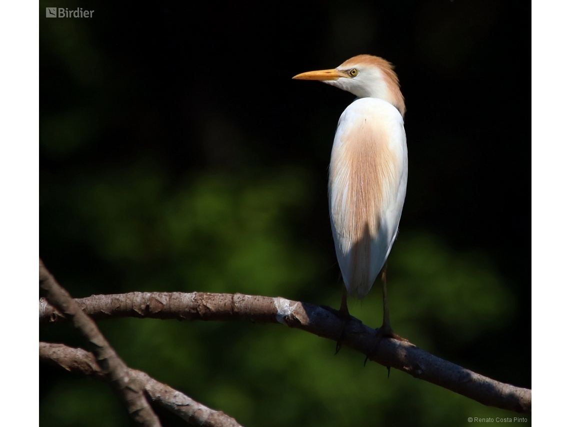 Ardea ibis