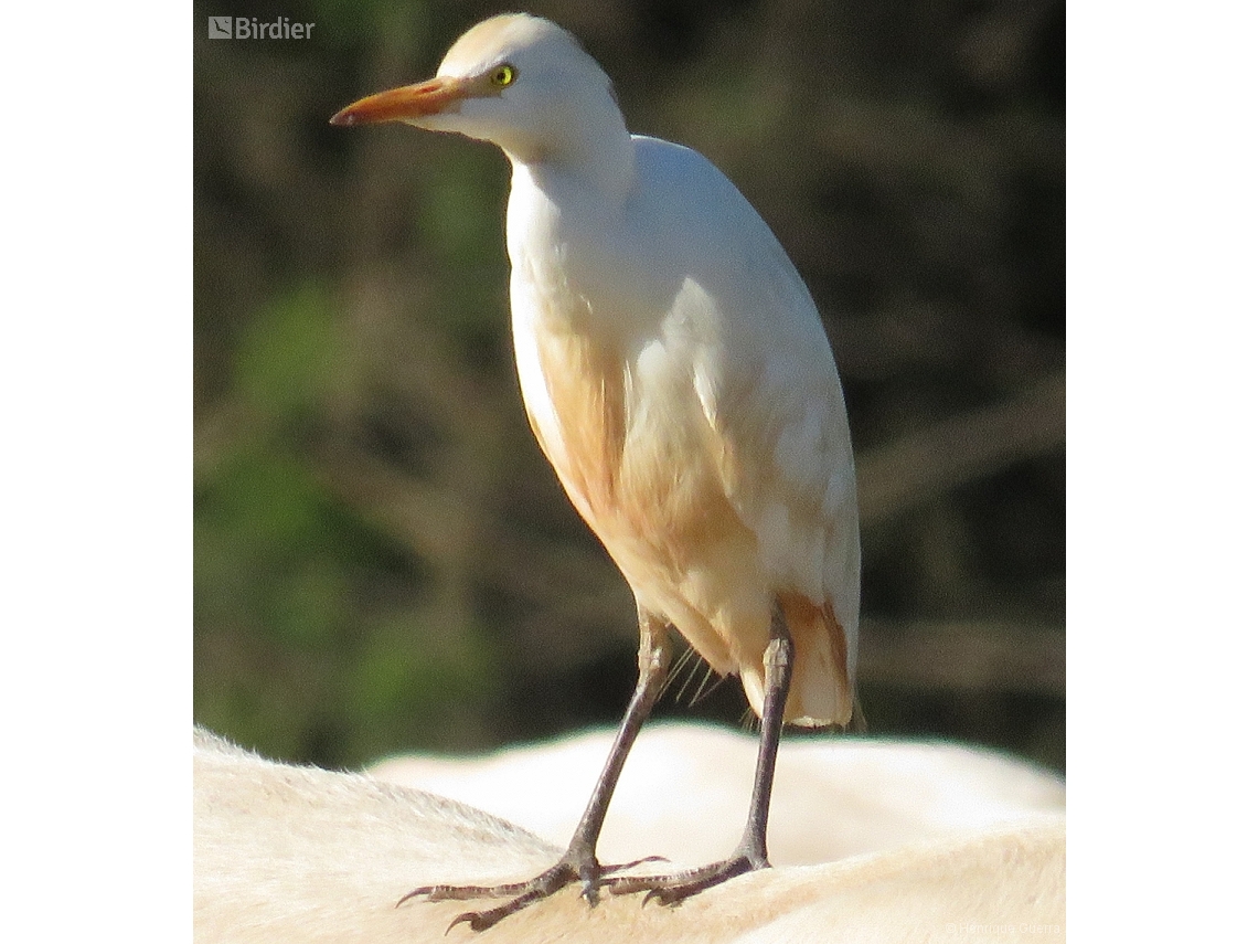 Ardea ibis