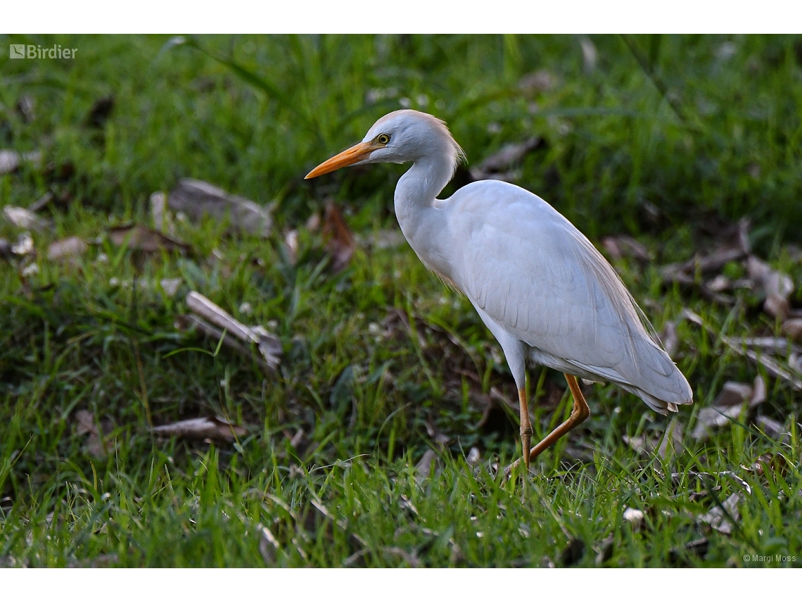 Ardea ibis