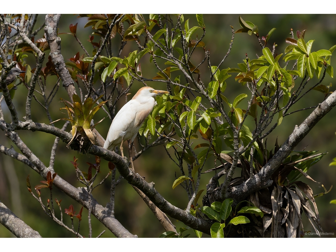 Ardea ibis