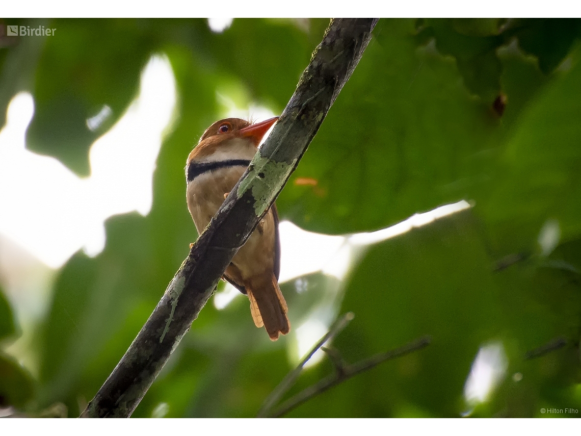 Bucco capensis