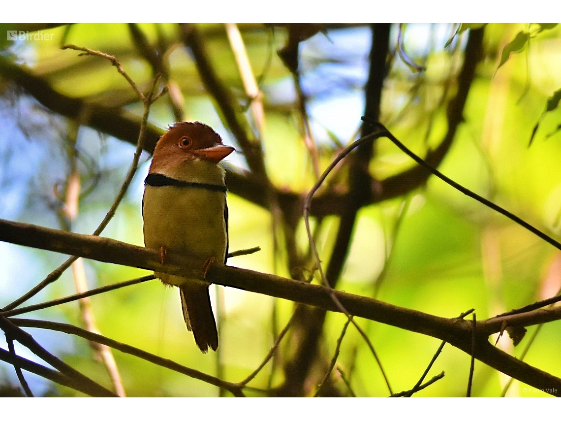 Bucco capensis