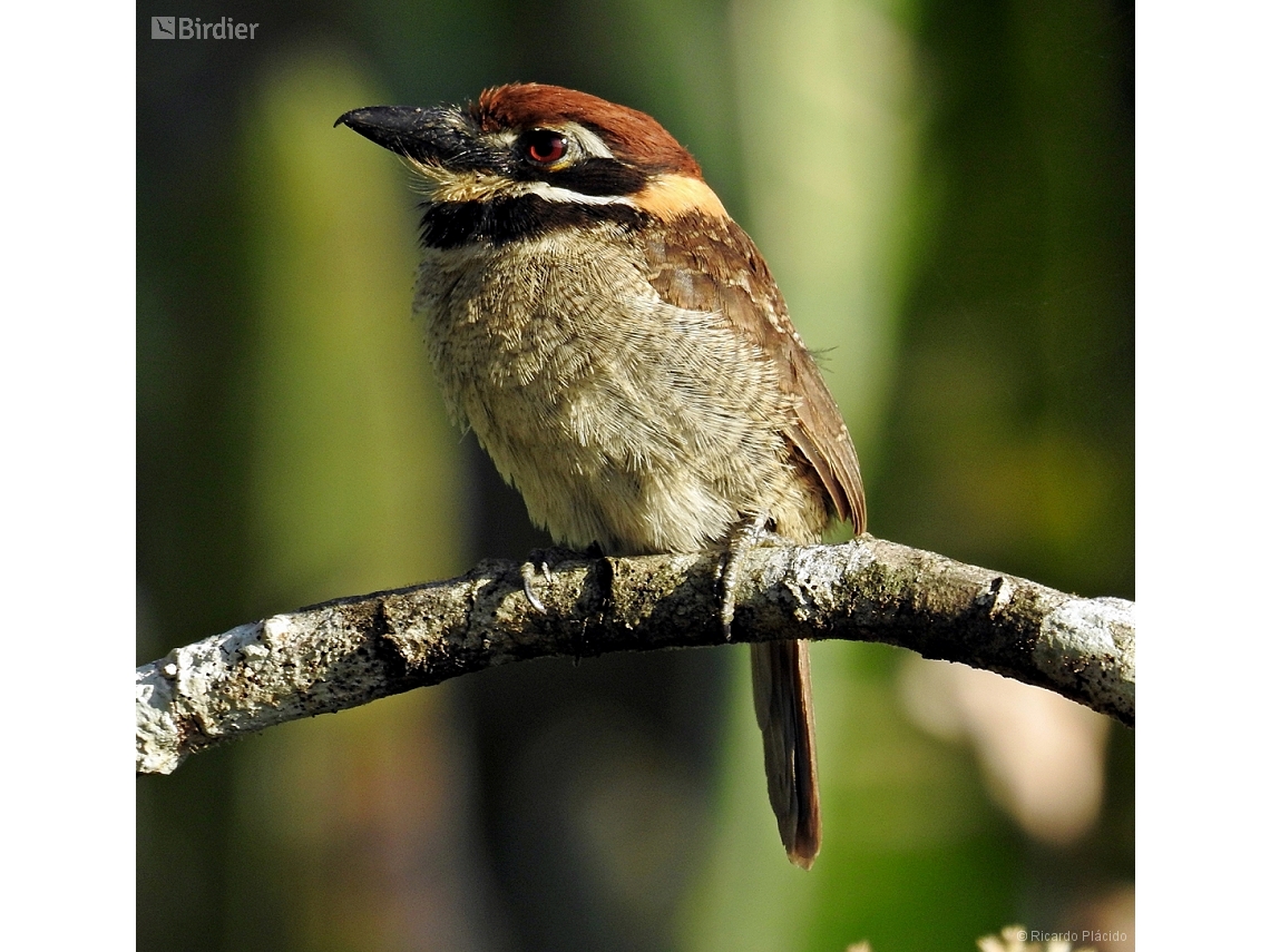 Bucco macrodactylus