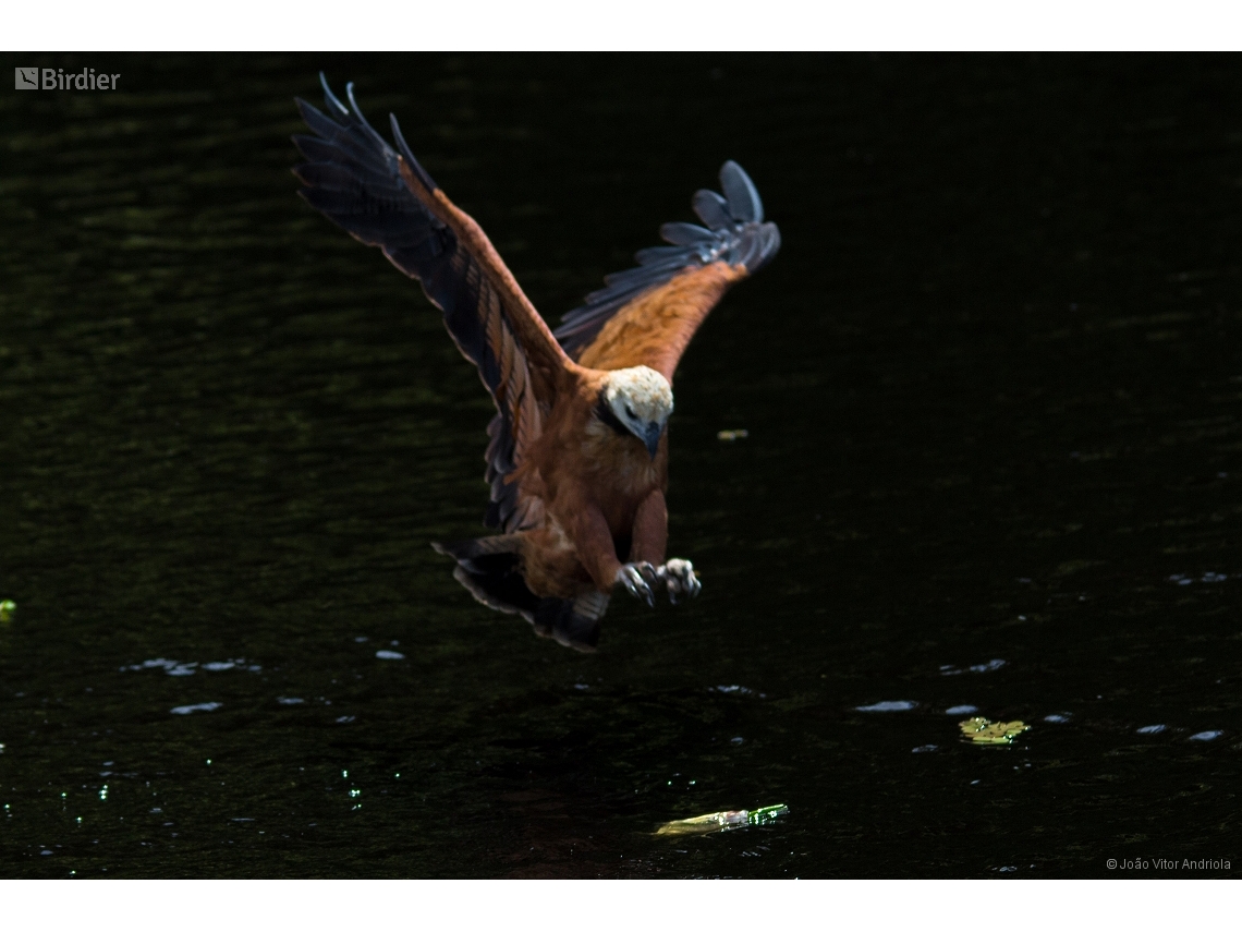 Busarellus nigricollis