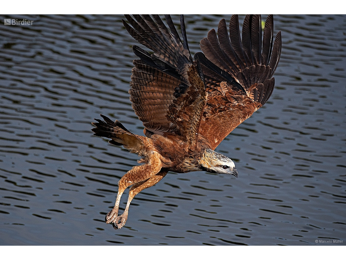 Busarellus nigricollis