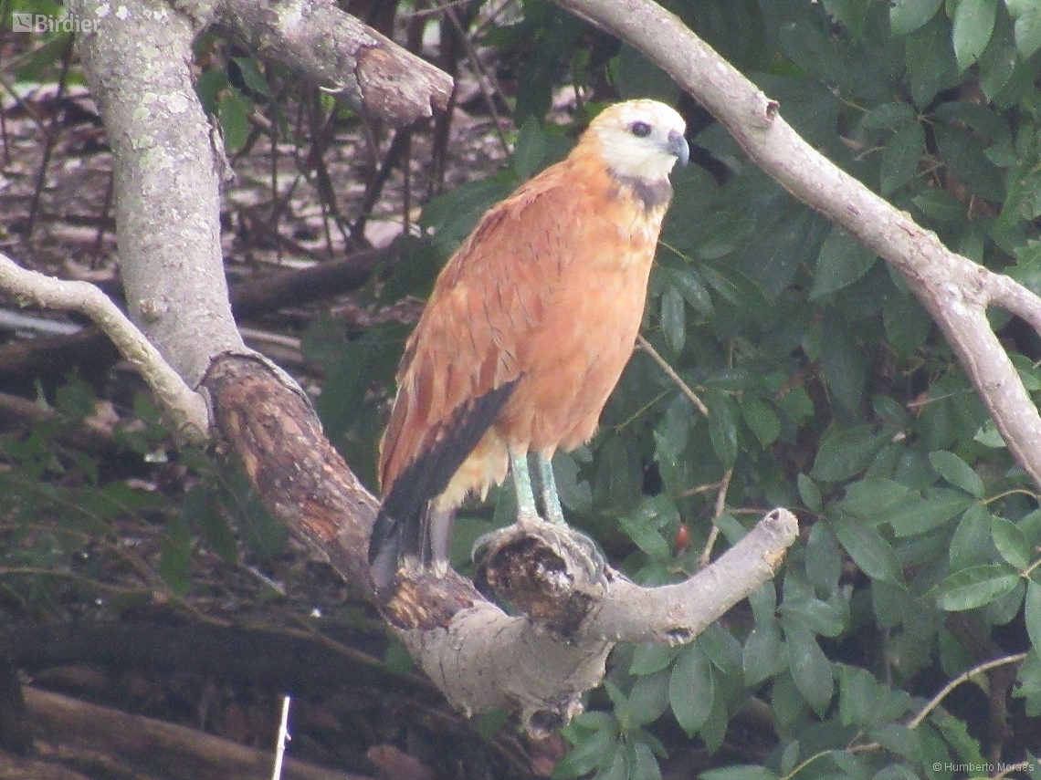 Busarellus nigricollis