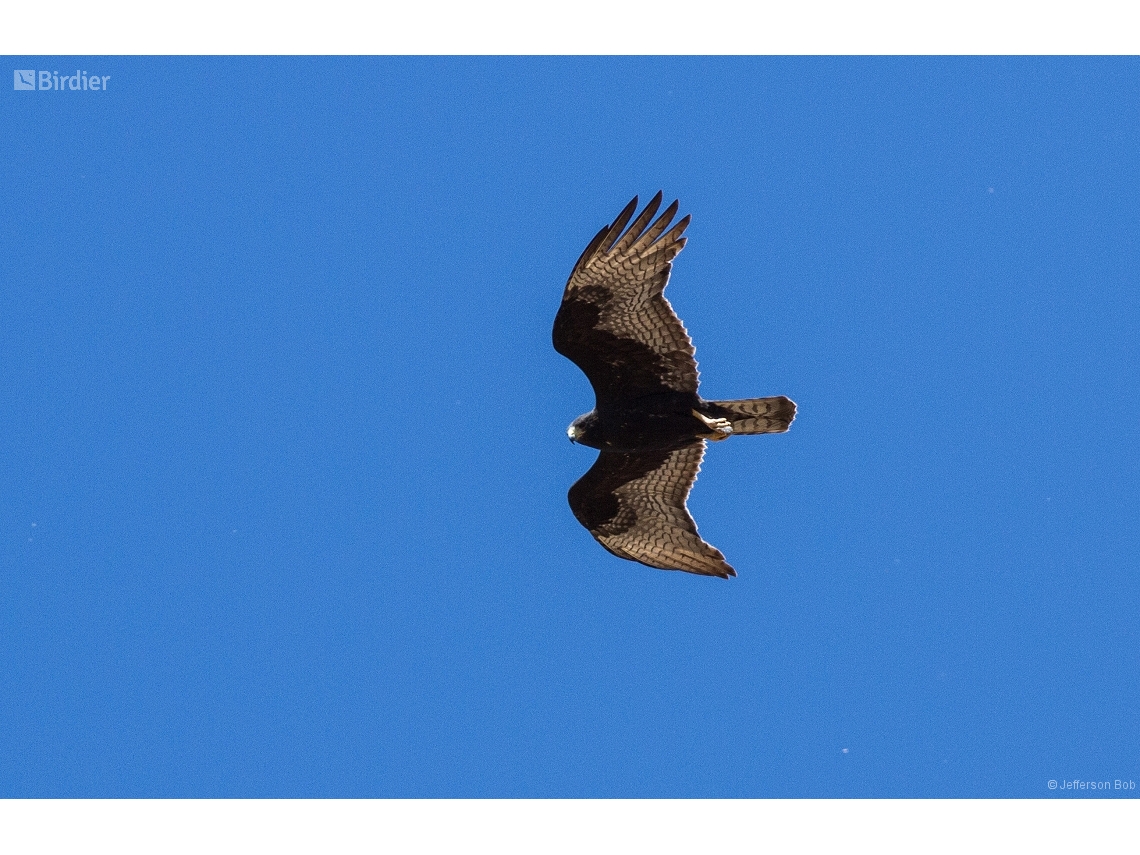 Buteo albonotatus