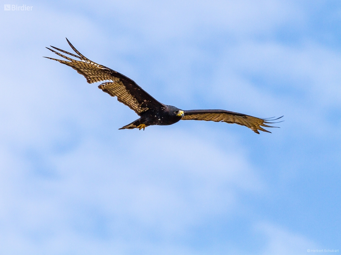 Buteo albonotatus