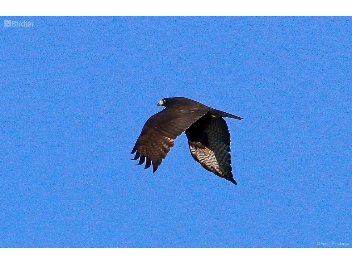 Buteo albonotatus