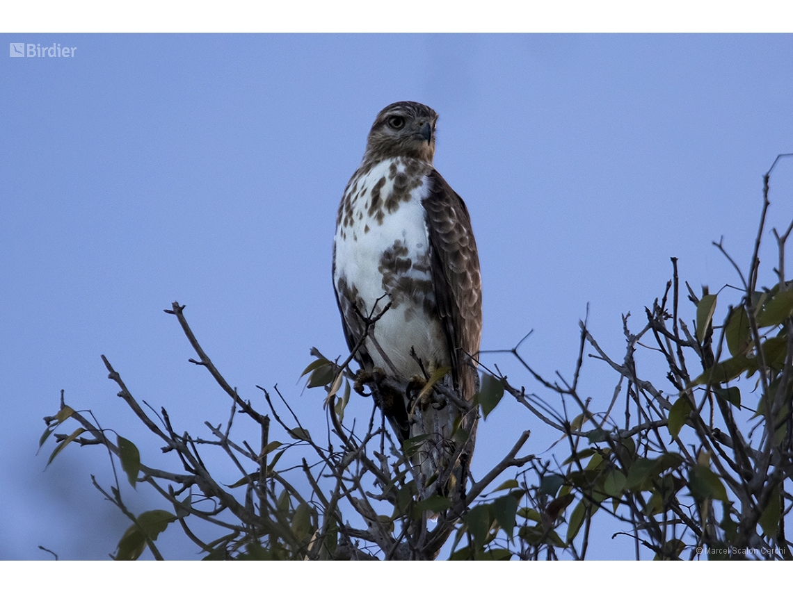 Buteo brachypterus