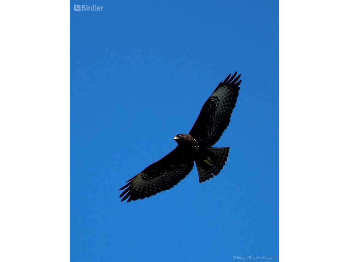 Buteo brachyurus