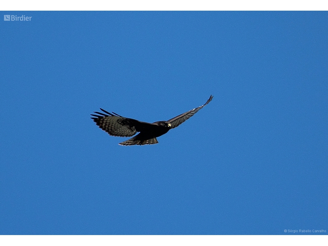 Buteo brachyurus