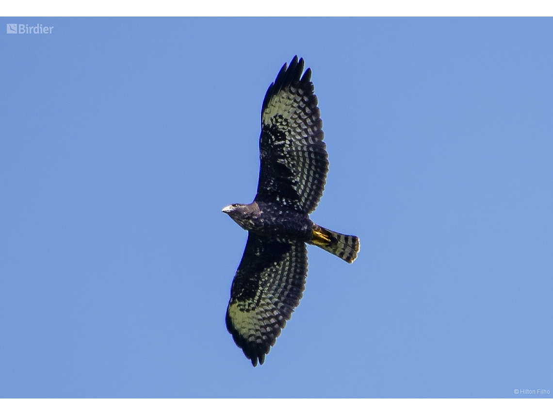Buteo brachyurus