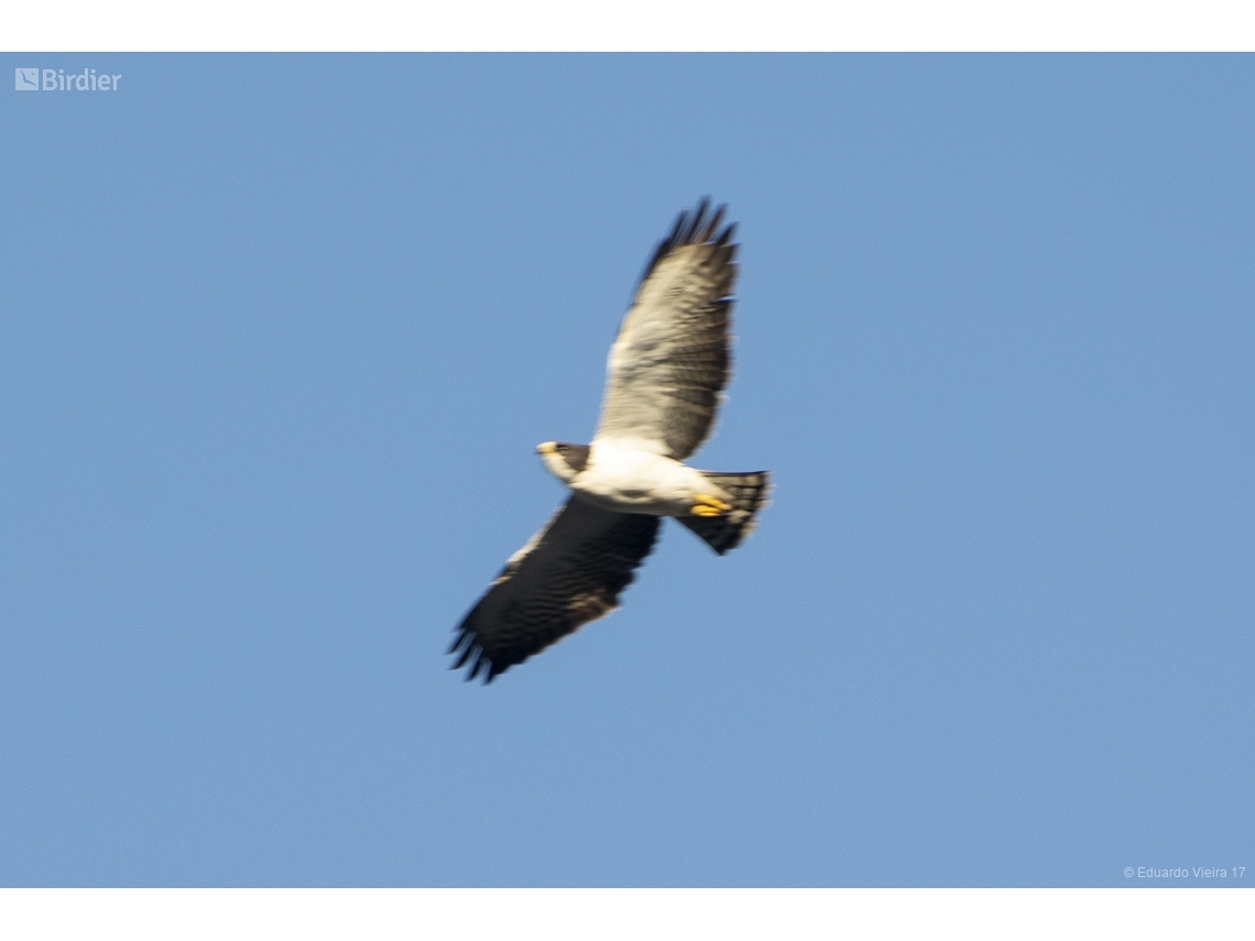 Buteo brachyurus