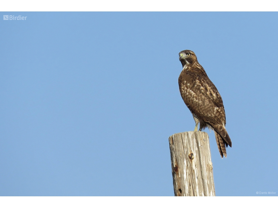 Buteo jamaicensis