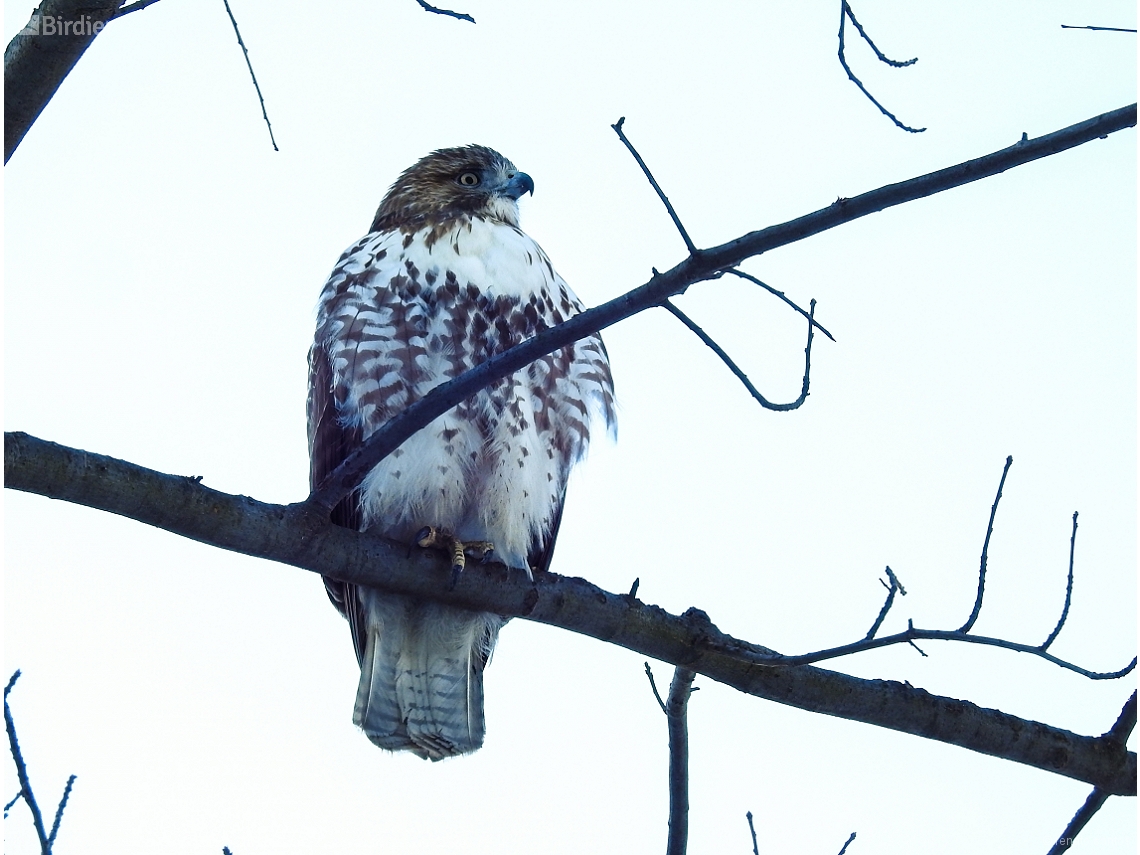 Buteo jamaicensis