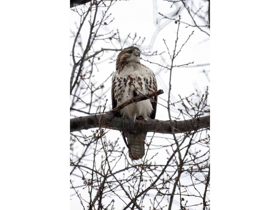 Buteo jamaicensis